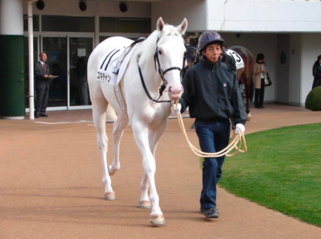 ブチ子と源☺︎☻ 某娘始める前に唯一知ってた競走馬がユキチャンだったので、改めてお姿