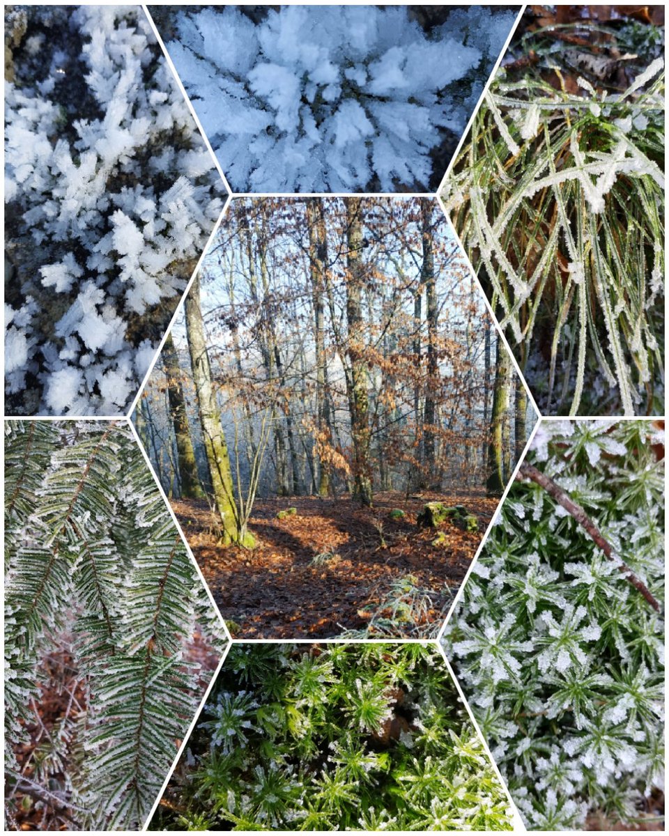 enruine's tweet photo. 🌲1ère balade en forêt de l'année.
#foret #mousse #givre #Bourgogne https://t.co/4JvIzQwHzA