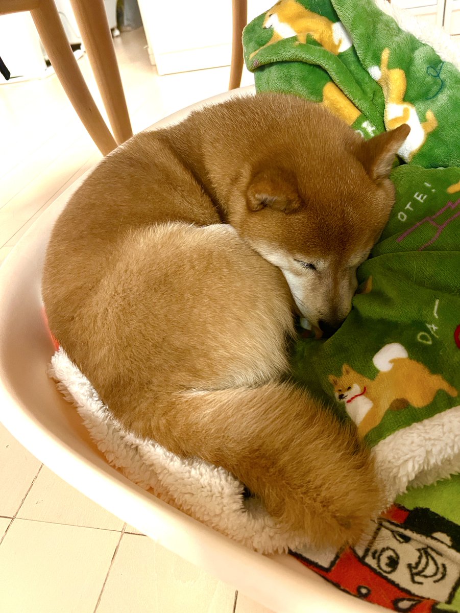 狐かよ！🦊