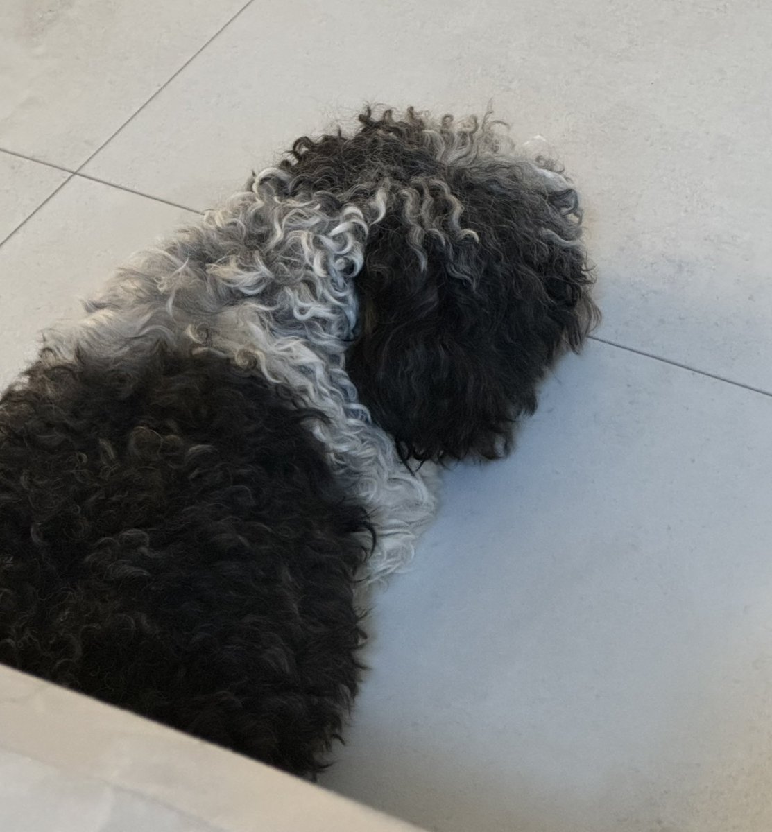 울집 갱얼쥐 역성 색깔(?) 처럼 생김