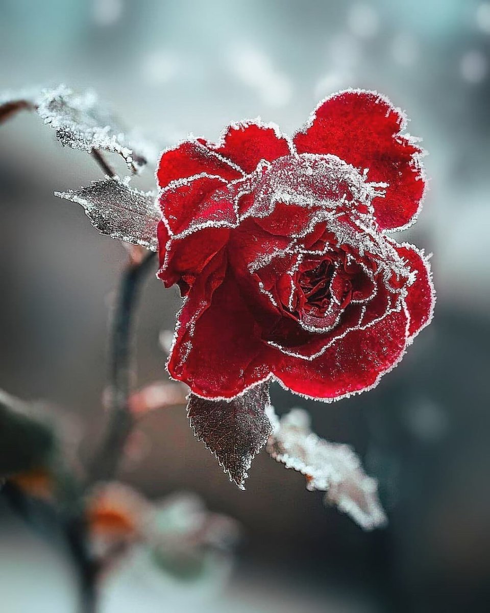 Happy New Year 💫💜☕️☘️
I hope 2025 will be a year of happiness, health, peace and tranquility for everyone.🍀☃️🎶🕊❄️