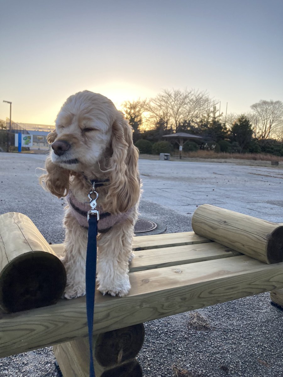 daisys2004's tweet photo. 散歩初め🐶🎍
今年も宜しくお願い致します🙇‍♂️

#アメリカンコッカースパニエル
#americancokarspaniel https://t.co/JduJkBbS3g