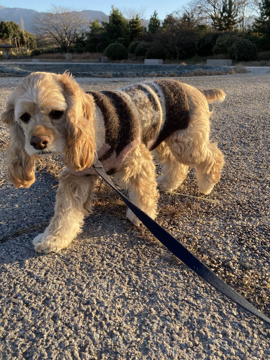 daisys2004's tweet photo. 散歩初め🐶🎍
今年も宜しくお願い致します🙇‍♂️

#アメリカンコッカースパニエル
#americancokarspaniel https://t.co/JduJkBbS3g