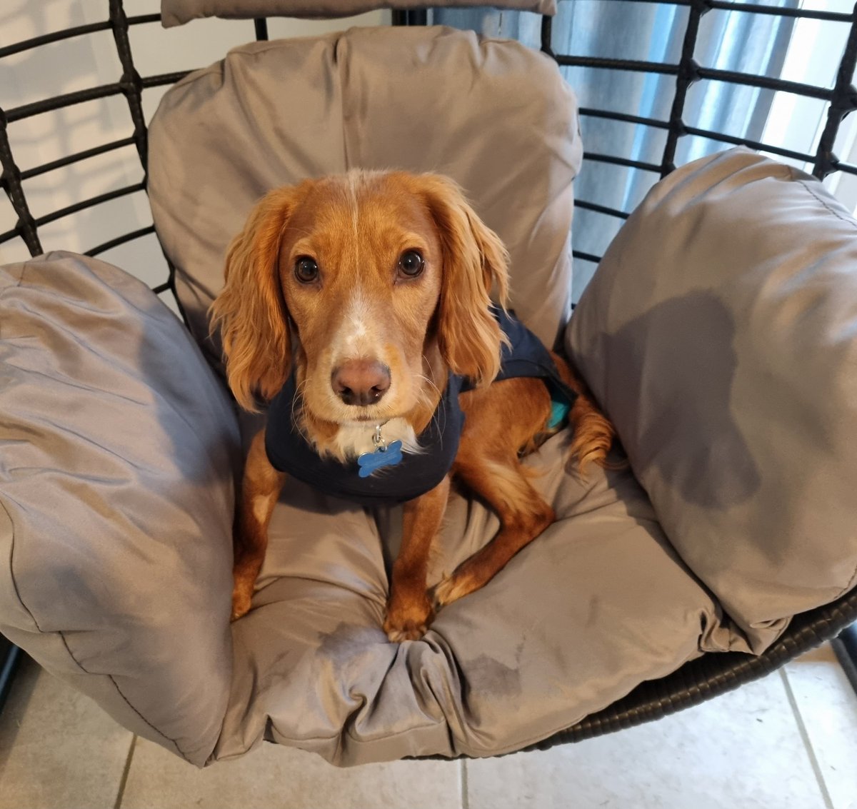 BillyCockerSpan's tweet image. Hello. Thanks for stopping by. I've had reports of you fake throwing tennis balls when out with your hound. On this occasion, I'll only administer a warning and a reminder that this is a cruel and unnecessary action. Do not repeat it. Thank you. Happy Chew Year.