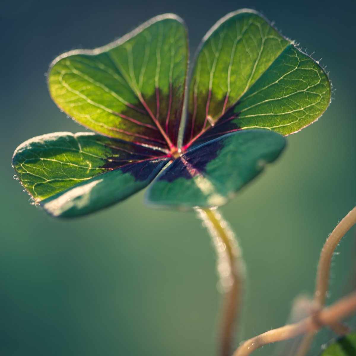 Happy New Year! 🍀✨