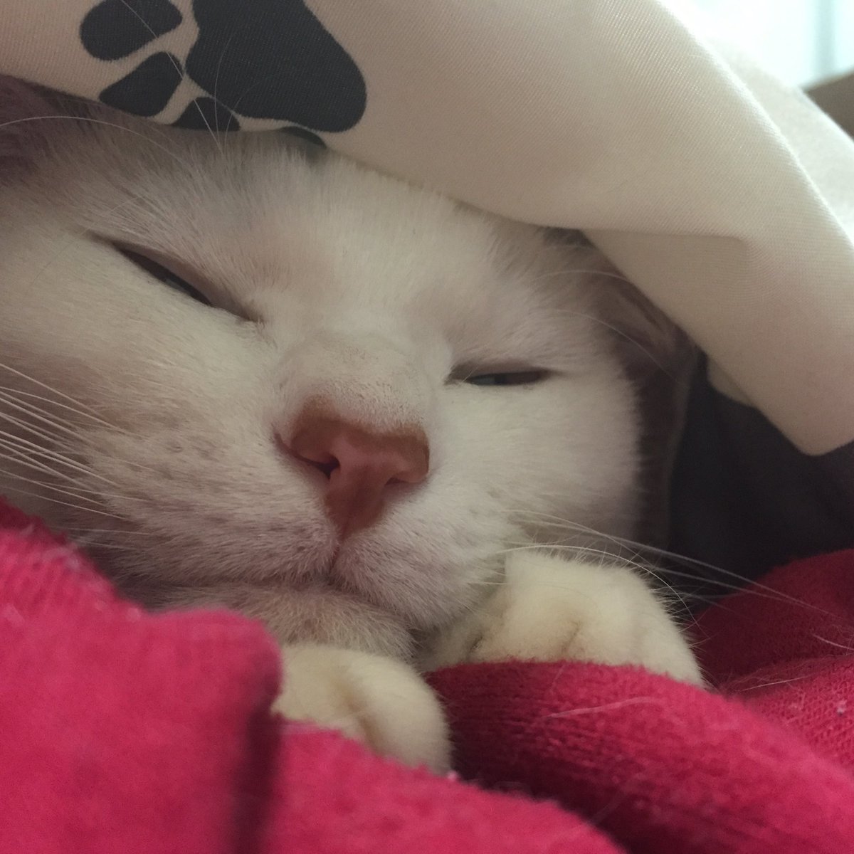 ちえち tweet media