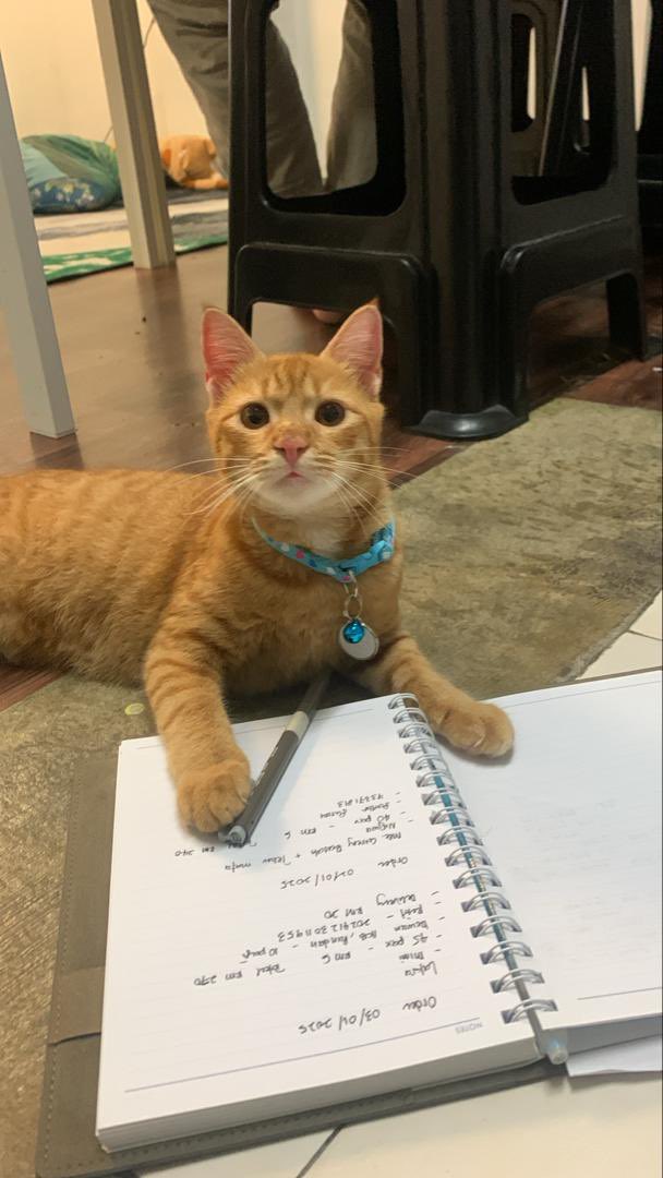 PapaOyen89's tweet image. Adora tgh kira order masuk 📝 
Cepat sapa nk selit order lagi. 
Esok kita ada Mee Goreng basah
Lusa Laksa
Tulat Nasi set penyet 

#meegoreng 
#laksa
#setpenyet
#kudapankafe