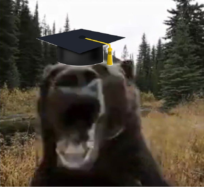 Lt.Bear tweet media