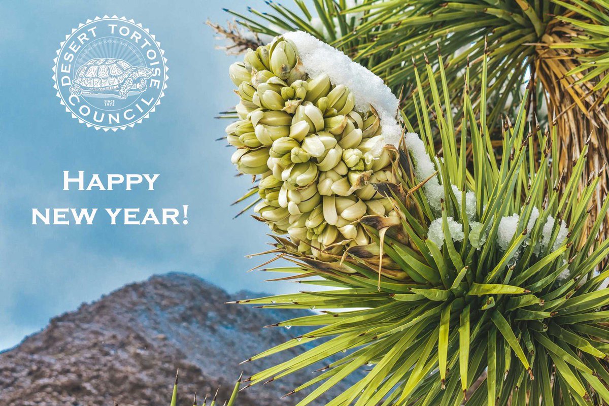 DTCouncil's tweet image. Happy New Year from the Desert Tortoise Council!

We are looking forward to working and celebrating all through 2025, our 50th Anniversary year! Join us as we advocate for Desert Tortoises, host our 50th Annual Symposium, support research and conservation through grants,