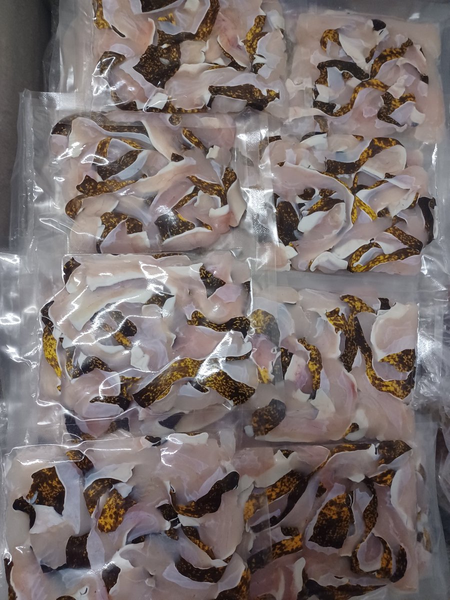 〜新年気まぐれ〜
寒うつぼ(伊東産)
完全骨無し唐揚げ用＆刺身
今回は刺身もセット
送料無料
10名様
応募条件
フォロー＆RT＆いいね
締切 1月5日18時 当選発表 1月6日(dm)
今年はもっとウツボの概念を変えるため
気まぐれ企画やってきます。