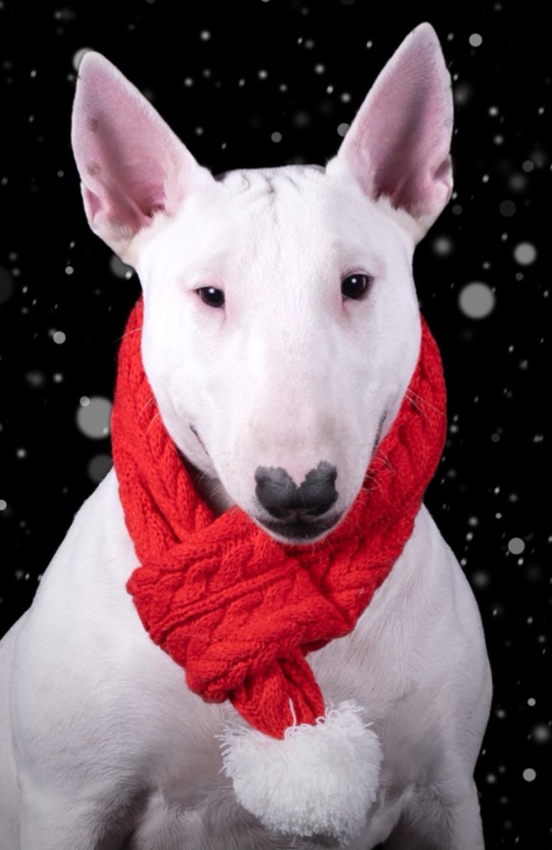 Sweet Miss Penny is 2 today!!! Happy birthday to melee!!😂😂 and a HNY to you all!!! Love Penny &amp; Stan 💗💙🥰🥰😘😘