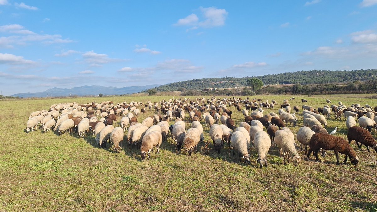 Feliç any nou a totes aquelles i aquells que avui,un dia més, surten per portar a terme un acte de rebel·lia del temps present, l'anarquia dels que no busquem terra per ocupar ni posseïr sinó menjar per atipar les nostres hordes apàtrides de pèl i/o llana.