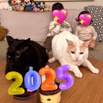 Photo by Chapy & Panthiras (@Chapy_cat)
