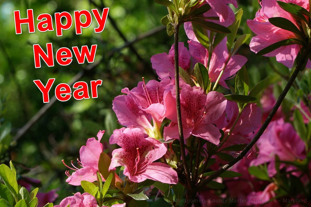 Montgomery County Master Gardeners - Maryland tweet media