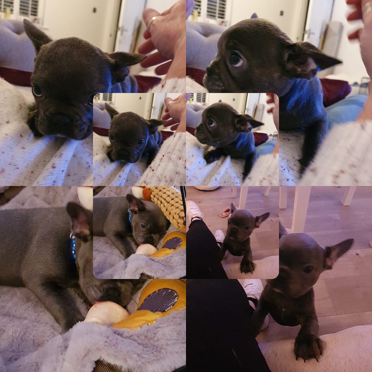 5 years we gotcha Mr Jax .. my crazy loving boy… ❤️❤️❤️ mom and Tilly