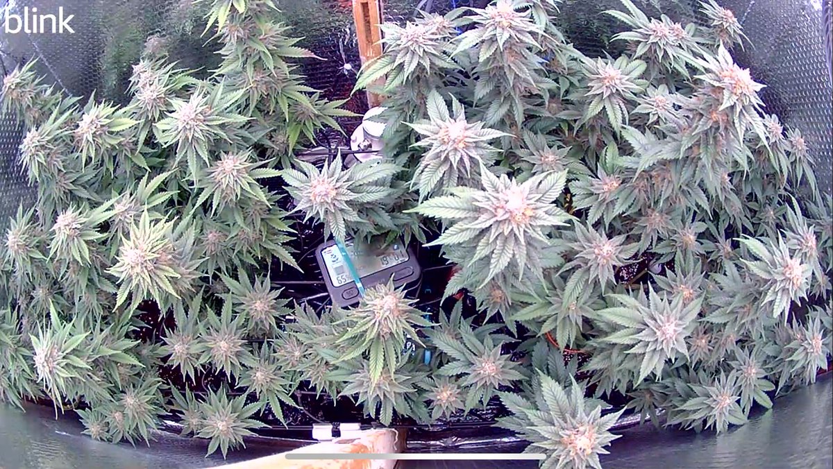 trunksgrow tweet picture
