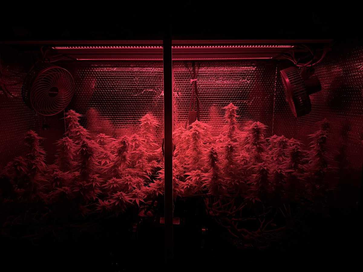 trunksgrow tweet picture