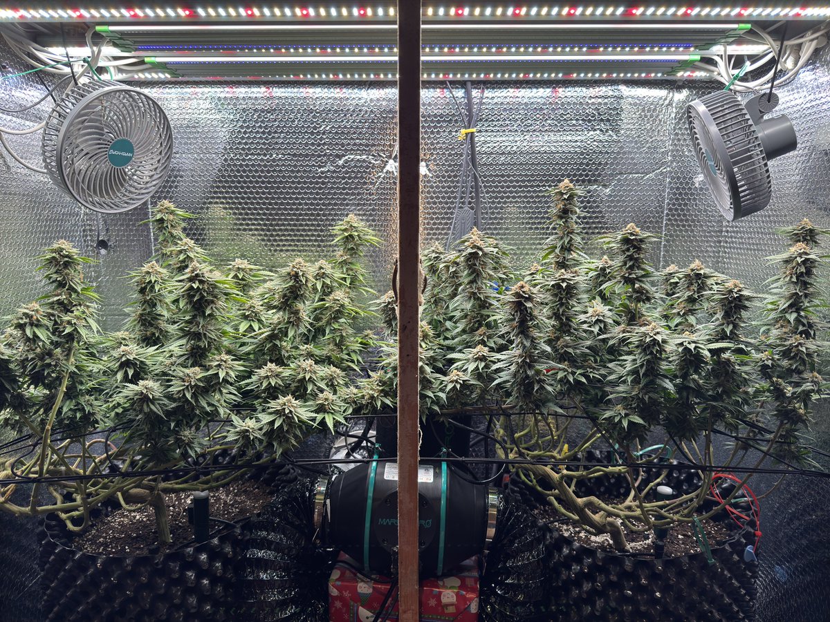 trunksgrow tweet picture