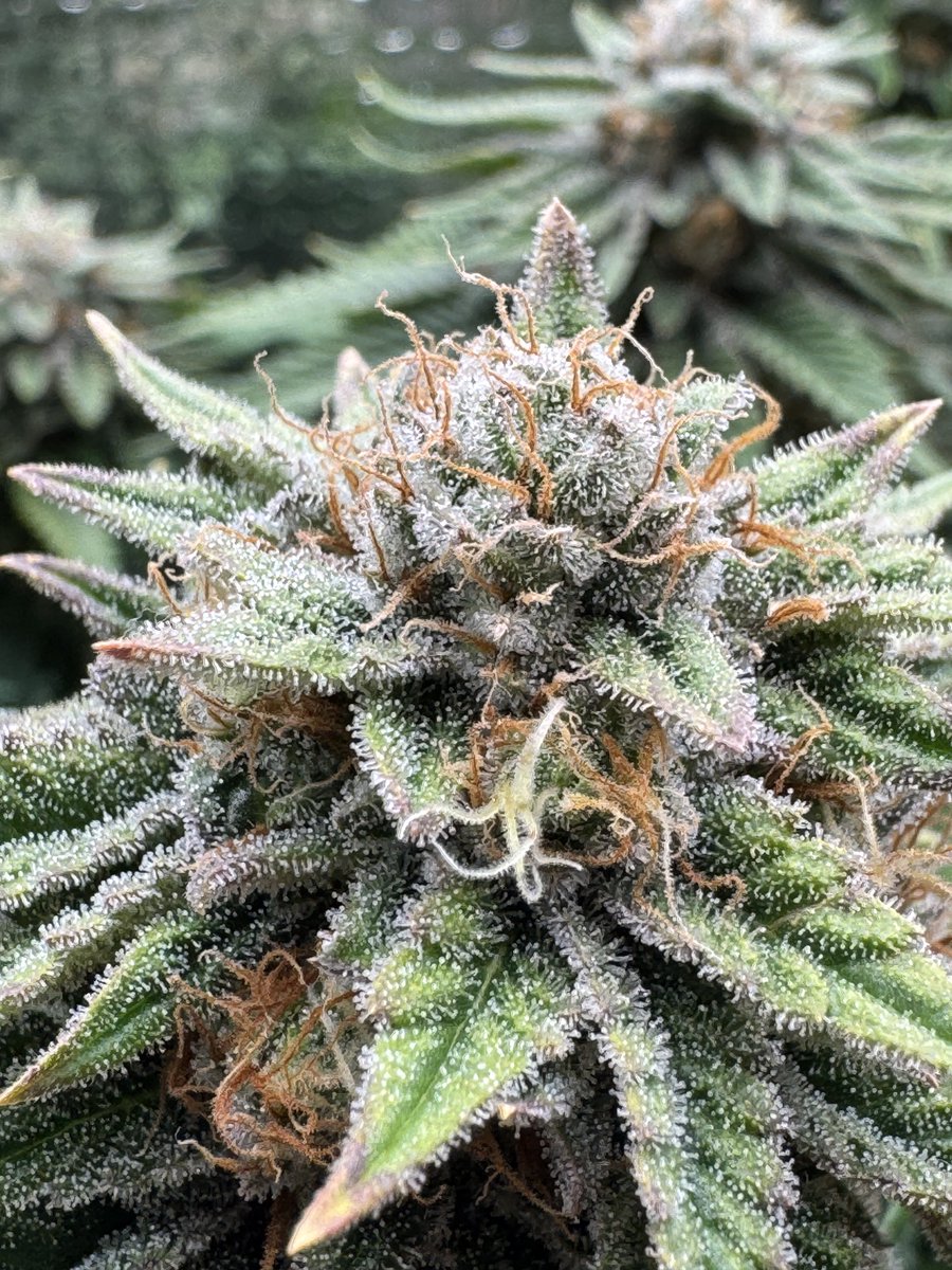 trunksgrow tweet picture