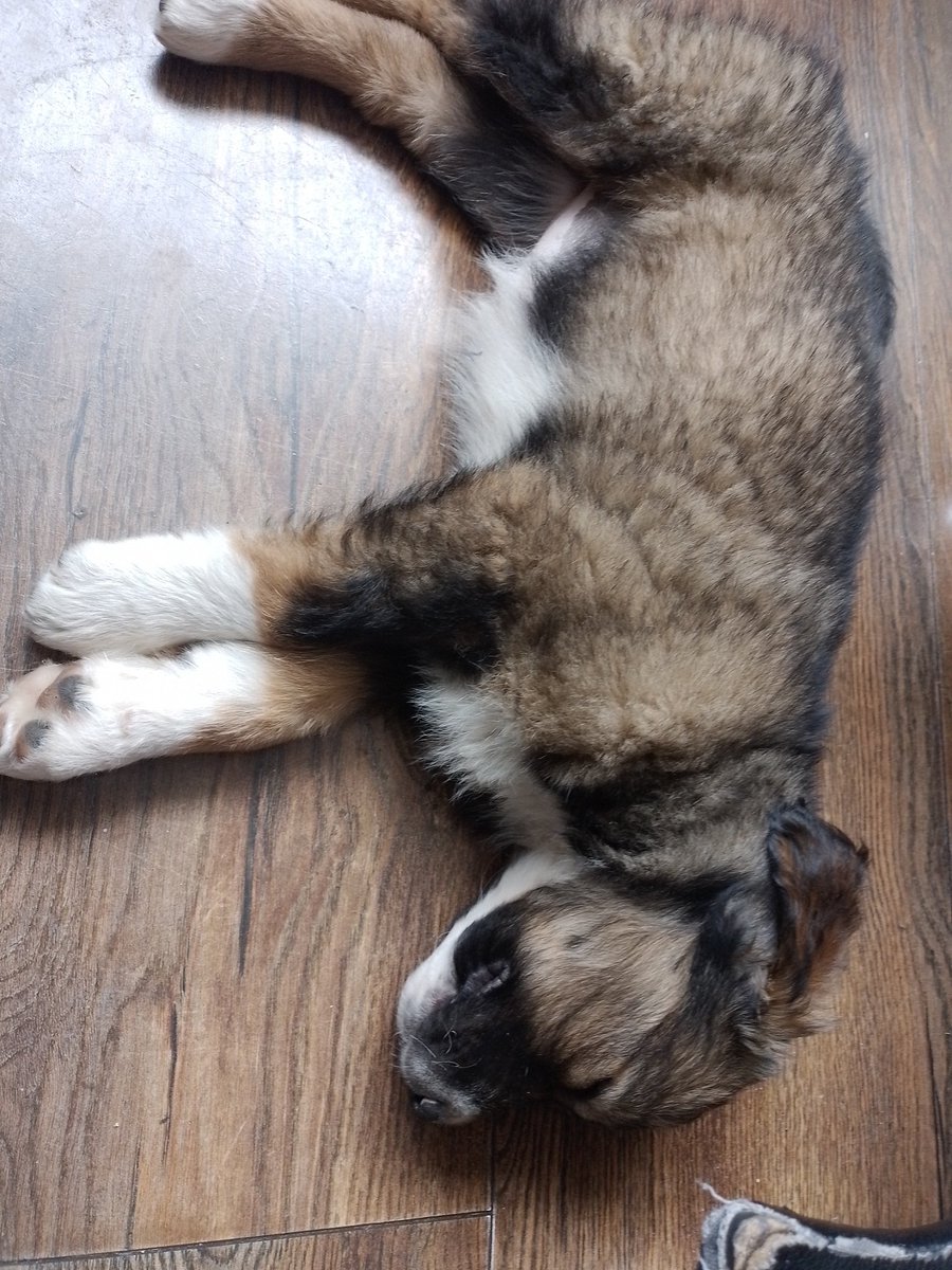 Marti (@mmmarrrtina) on Twitter photo Año nuevo perrita nueva 😁😁😁😁 Año nuevo perrita nueva 😁😁😁😁