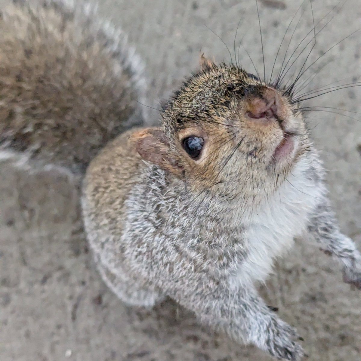 JessBandit's tweet photo. From the hawk on my balcony to this squirrel begging for snacks, I feel like goddamn Snow White. https://t.co/6qwhv1YGoJ