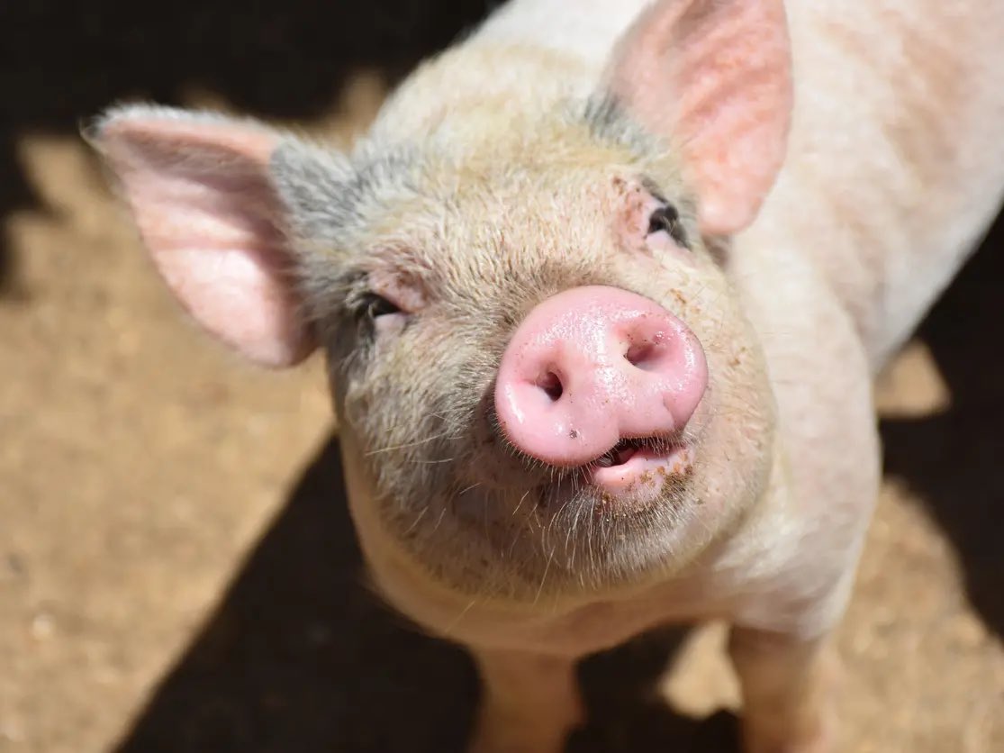 <a href="/RadioGenoa/">RadioGenoa</a> There is no difference.🐷🐷