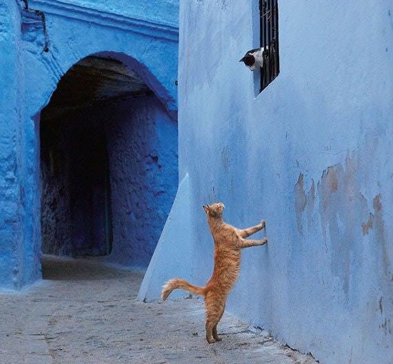 Romeow and Juliet in Chefchaouen, Morocco 😻