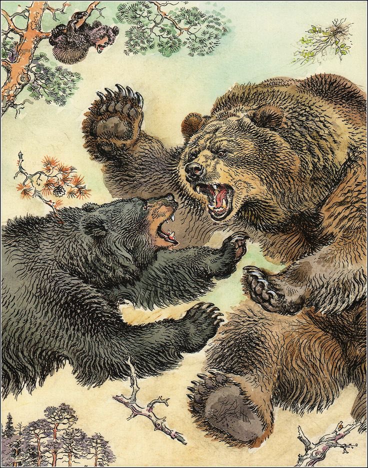 🐻 Bear 🍃 tweet media