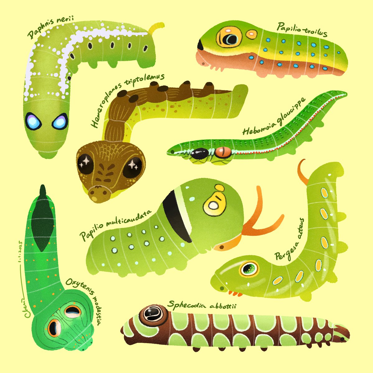 Chentomology tweet media