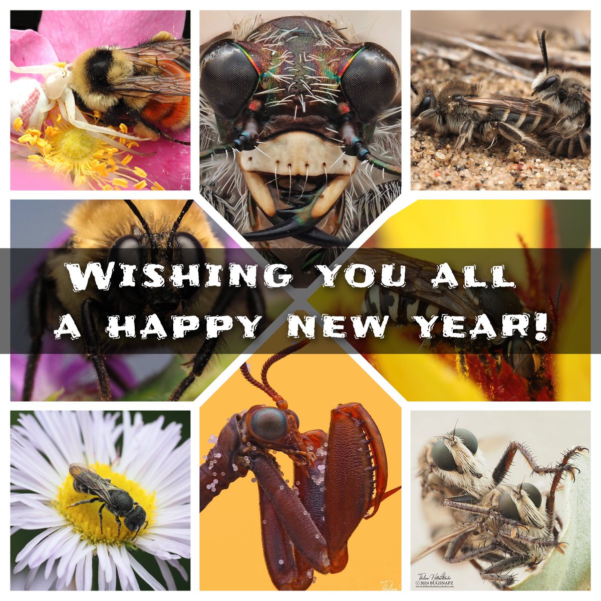Happy New Year from the tiny wonders of nature! 🌿✨ 
Let’s step into 2025 with a promise to protect our planet and the small but mighty creatures that keep it thriving. Every bug has a story—let’s give them a future! 🐝📸 #Bugsnapz #SaveNature #Biodiversity #HappyNewYear2025