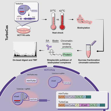 TurboCas: A method for locus-specific labeling of genomic regions and isolating their associated protein interactome dlvr.it/TH6S6r