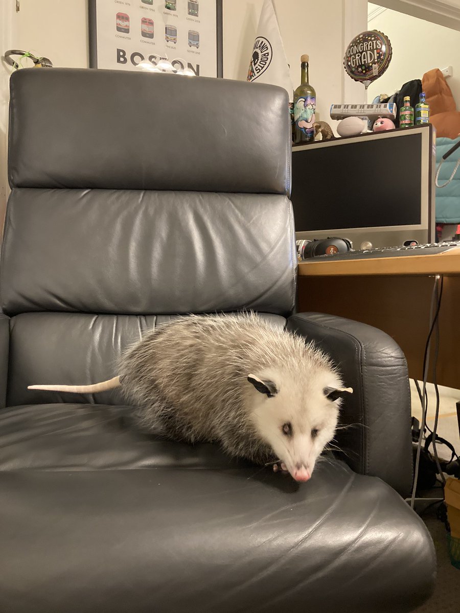 Possumeveryhour.io tweet media