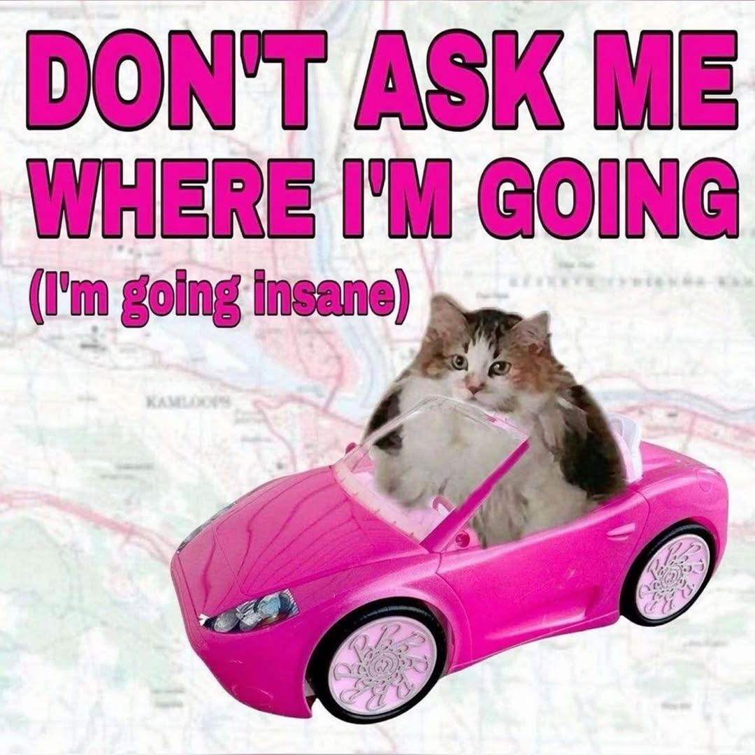smol silly cat tweet media