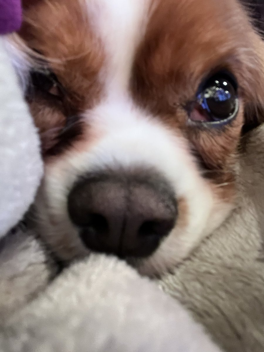 AlwaysWithU_hr's tweet photo. 実家で犬3匹と同じベッドで寝る生活 https://t.co/2ZMvK1Dtxg