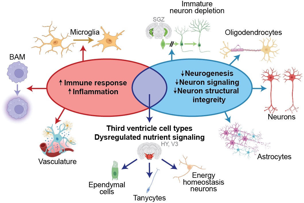 🔥 Inflammation and neuron protection

In aging brains, genes associated with inflammation became more active, while those related to neuronal structure and function decreased.

Read the publication📜 nature.com/articles/s4158…