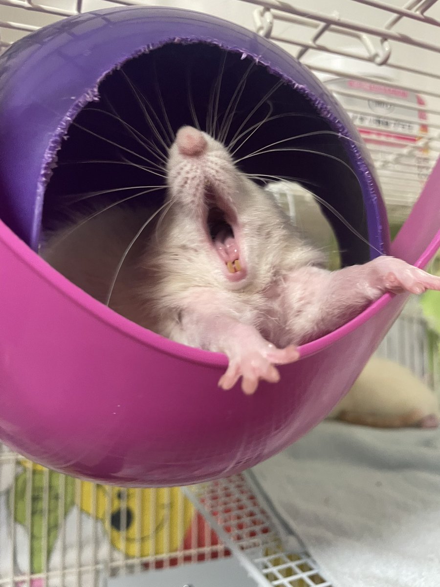 七変化 tweet media