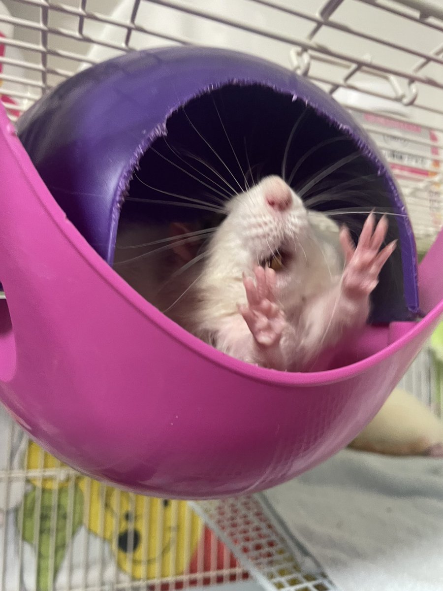 七変化 tweet media