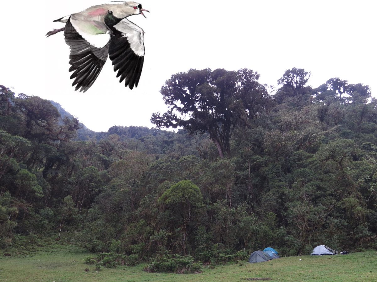 PhD position on bird migration and breeding ecology – only 9 days left to apply for this exciting position at the University of South Bohemia, Czechia (including fieldwork in South America and elsewhere). See cutt.ly/ce1VFM3Afor further details #ornithology