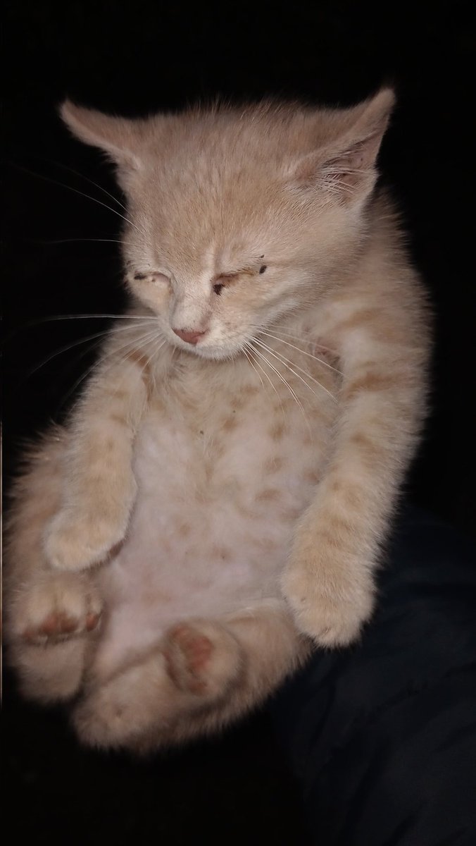 Forgot to inform the xitter nation that i saved a kitten

This little gal was under a car shivering, a kid passed by told me her mom was dead apparently, i called a friend and her Grandma wanted to adopt her. 

I kept her in my jacket until she came, her name is Amelie btw!