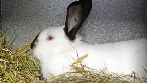 LeandreBaka2's tweet photo. Rest and Recharge.
A successful rabbit farmer knows the importance of rest. After a day of hard work, evenings are for recharging and reflecting. Let’s prepare for tomorrow’s opportunities with a clear mind and hopeful heart. #RabbitFarmLife #EveningRest #FarmingJourney https://t.co/dfnAGm1Yx8