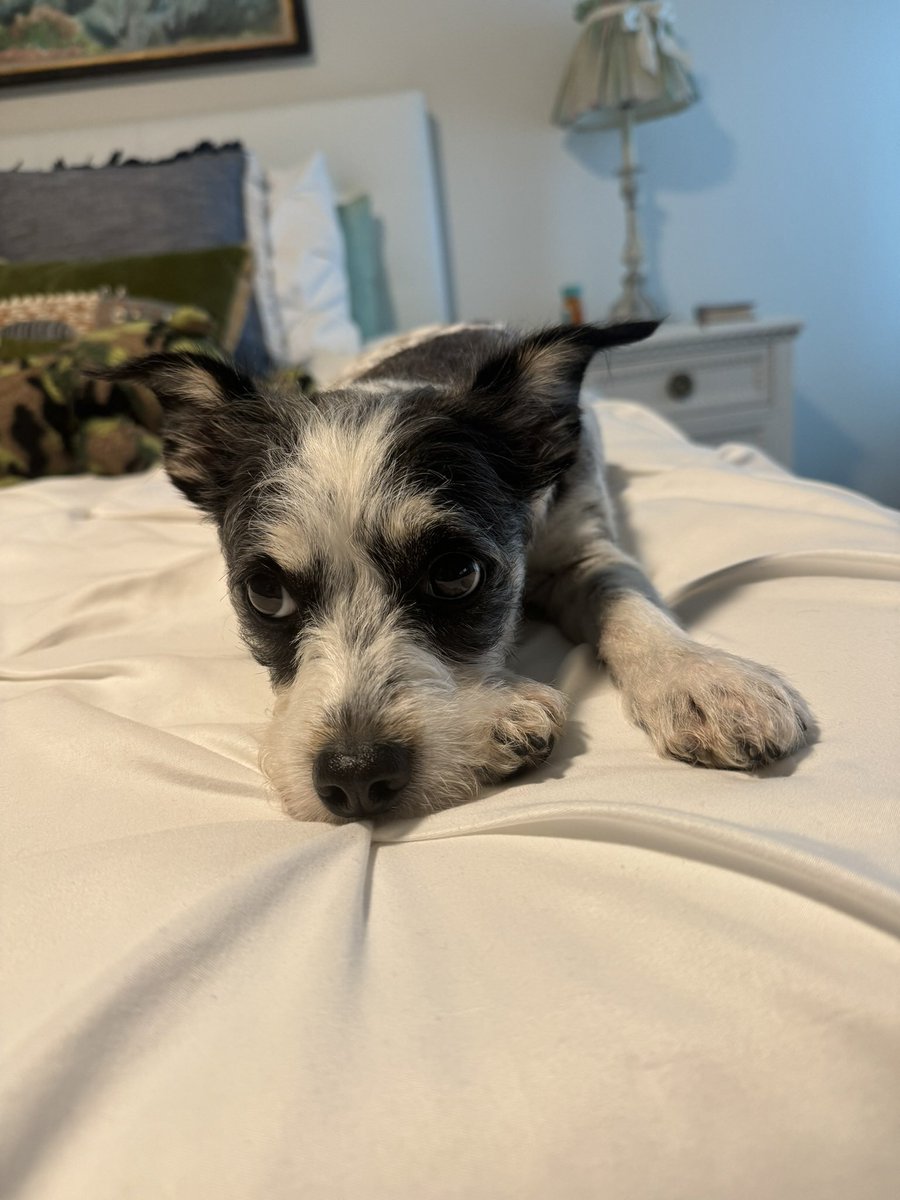 camsauce123's tweet photo. My dog was so cute in 2024. Will she be even cuter in 2025⁉️ https://t.co/j0O71xEupF