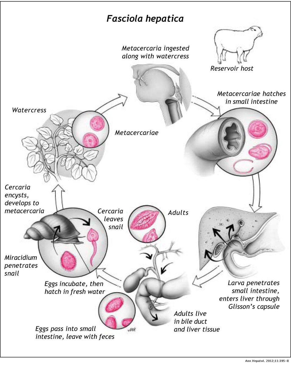 The Life Cycle of the Common Liver Fluke — Ellen Weiss Biomedical  Visualization, image size:956x1200