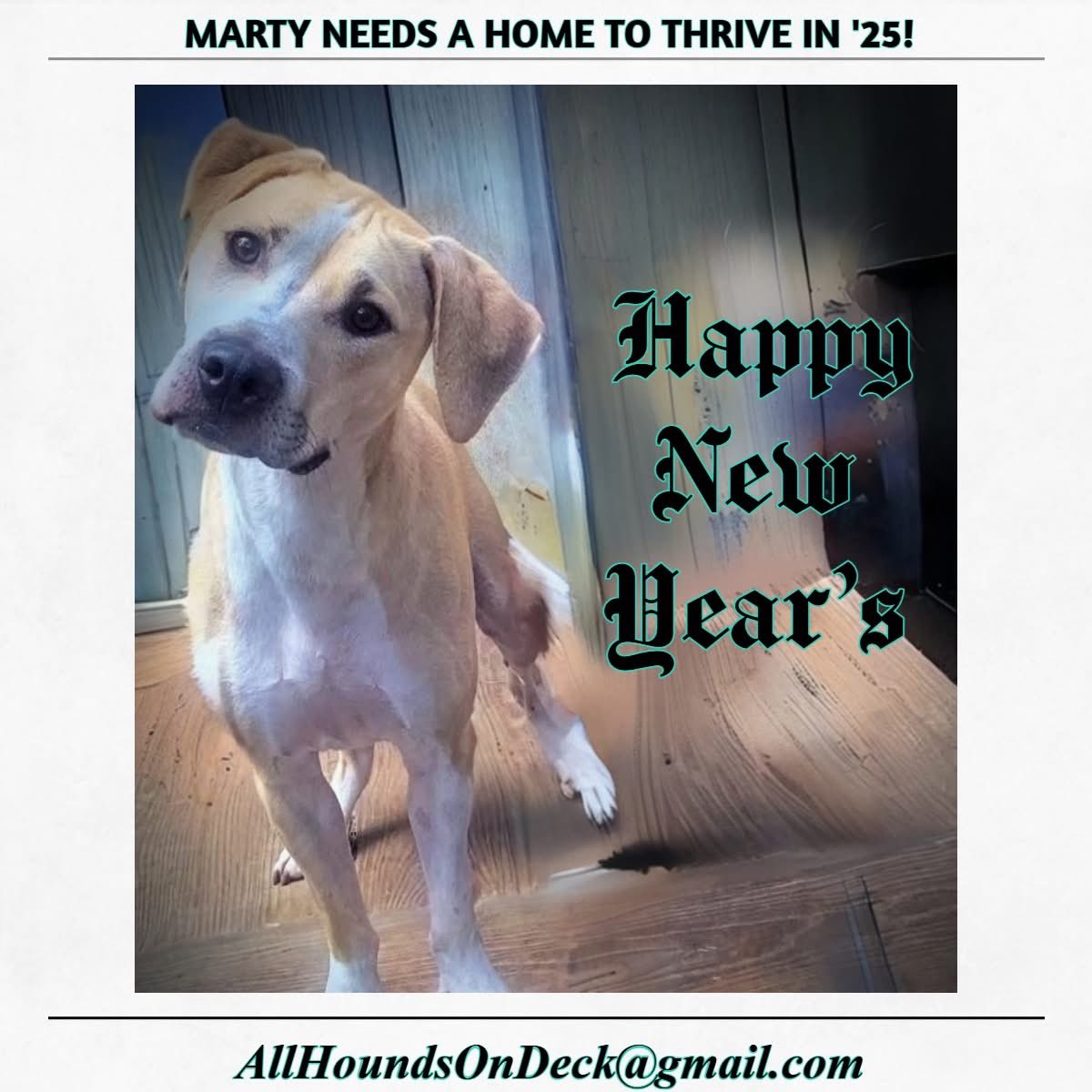 _AHOD_'s tweet image. Marty’s resolution is to thrive in ’25! We’ve had Marty since he was a puppy. Marty loves his humans. He loves curling up in a warm lap &amp;amp; snuggling in for lots of loving. And did we mention he loves to play fetch?!
#AdoptDontShop #HoundDog #rescuedog #dogsoftwitter #HappyNewYear