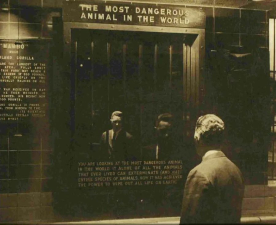 Antonio_RodriIA's tweet photo. 2. En 1963, el Zoológico del Bronx presentó una exhibición titulada "El animal más peligroso del mundo", y simplemente era un espejo. https://t.co/bF00Z5amxZ