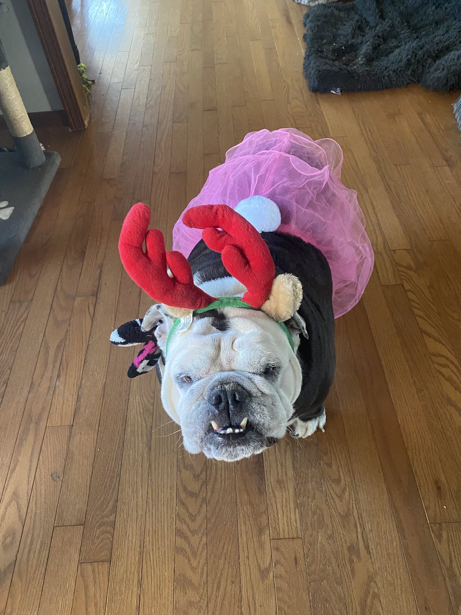 djclayart's tweet photo. @DomaLady @TizzyEnt I had a woman once tell me it was a shame that SOMEONE meaning me had ground down her front teeth. I didn’t say a word because I didn’t have to and it would have been senseless to explain to her that English bulldogs have long eye teeth but tiny front teeth. So I ignored her. https://t.co/b7w4F2LZKo