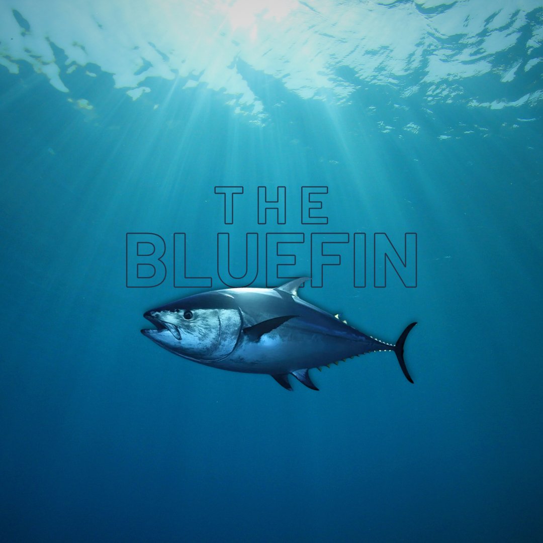 Inspired by the fastest in the sea, 🐟 the Bluefin kayak is built to handle wind, waves, and currents with ease! Shop online at pakayak.com/shop/ ✨