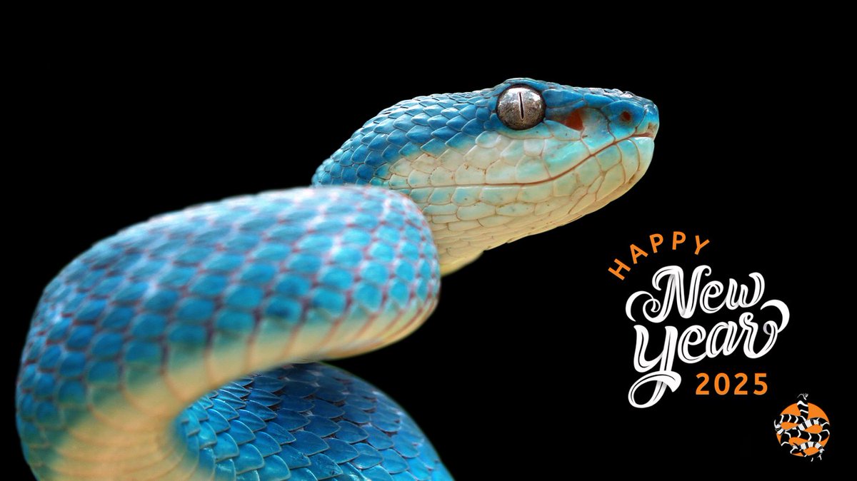 Happy New Year from Save The Snakes! 🎉🐍

In 2025, we're:

🔸 Strengthening snake education
🔸 Building a global community
🔸 Deepening our impact with innovative strategies

Together, we can create a world where humans &amp; snakes coexist peacefully.

#HappyNewYear #2025Goals