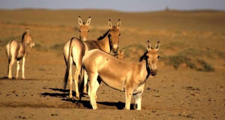 Global Conservation Solutions tweet media