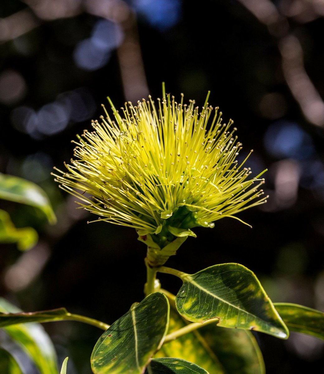 CPCplants's tweet photo. We’re celebrating the New Year with Nature’s fireworks! These endangered species remind us of a brilliant fireworks show with their blooms bursting with color! 🎆✨
 
Want to learn more about what we do to #SavePlantsfromExtinction? 

🔗 Visit: https://t.co/zcvjcGY7yq https://t.co/r8D1gk6mKE
