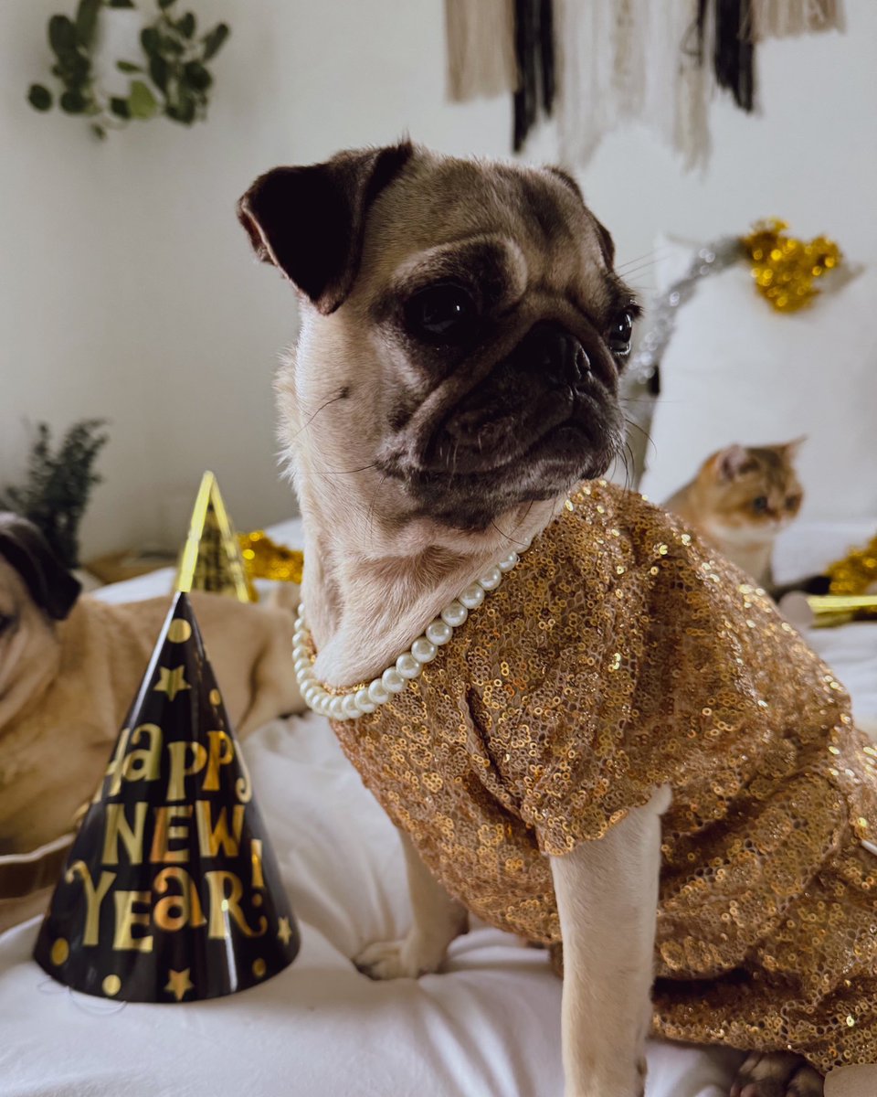 Doug The Pug tweet media